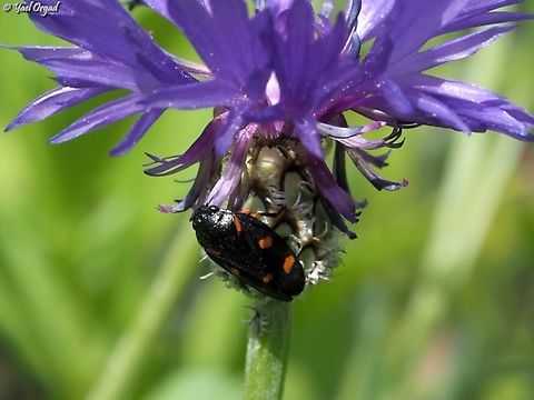 Cercopis intermedia  Cercopis intermedia,Geotagged,Israel,Spring
