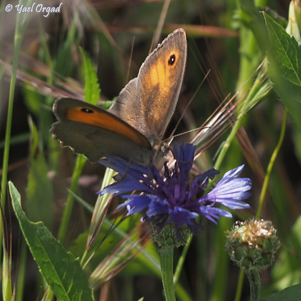 Maniola telmessia  Geotagged,Israel,Maniola telmessia,Persian Meadow Brown,Spring