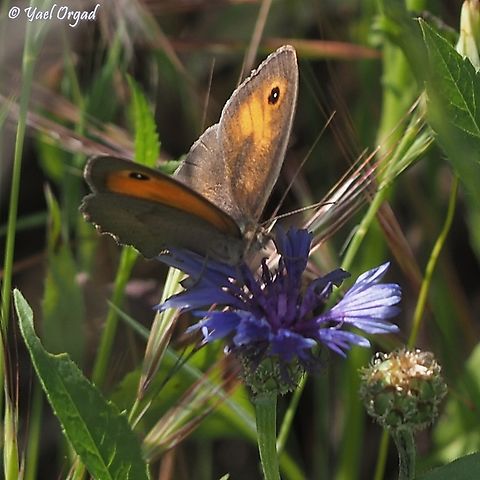 Maniola telmessia  Geotagged,Israel,Maniola telmessia,Persian Meadow Brown,Spring