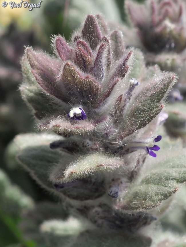 Ajuga orientalis  Ajuga orientalis,Oriental Bugle
