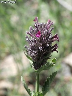 Nepeta trachonitica  Nepeta trachonitica
