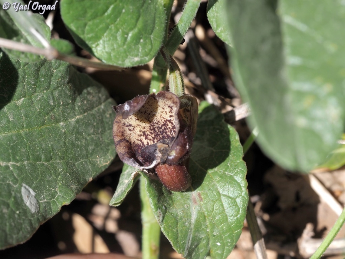 Aristolochia scabridula  Aristolochia scabridula,Geotagged,Spring