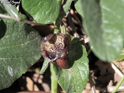 Aristolochia scabridula  Aristolochia scabridula,Geotagged,Spring