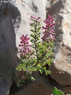 Fumaria officinalis  Common Fumitory,Fumaria officinalis