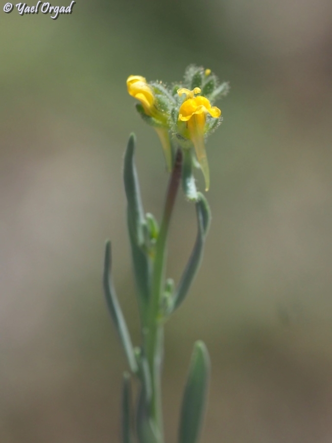 Linaria simplex  Geotagged,Linaria simplex,Spring