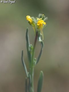 Linaria simplex  Geotagged,Linaria simplex,Spring
