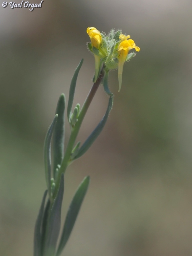 Linaria simplex  Linaria simplex