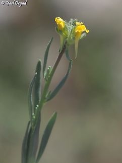 Linaria simplex  Linaria simplex