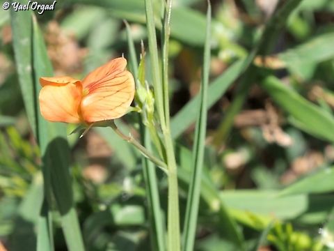 Lathyrus ciliolatus  Lathyrus ciliolatus