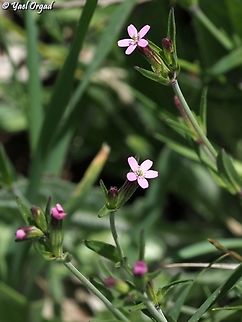 Silene crassipes  Geotagged,Silene crassipes,Spring