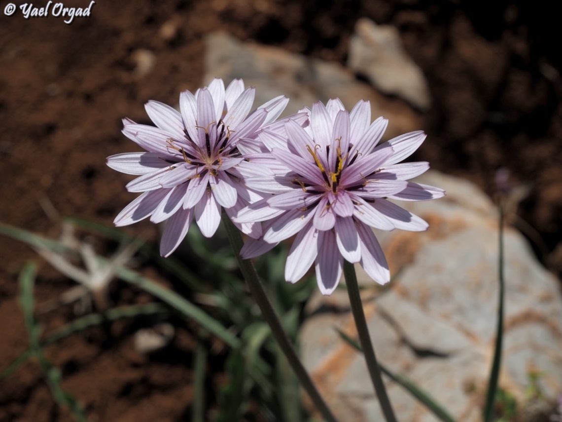 Scorzonera phaeopappa -  Pseudopodospermum phaeopappum this plant name changed from Scorzonera phaeopappa to a new name: Pseudopodospermum phaeopappum Israel,Scorzonera phaeopappa,spring