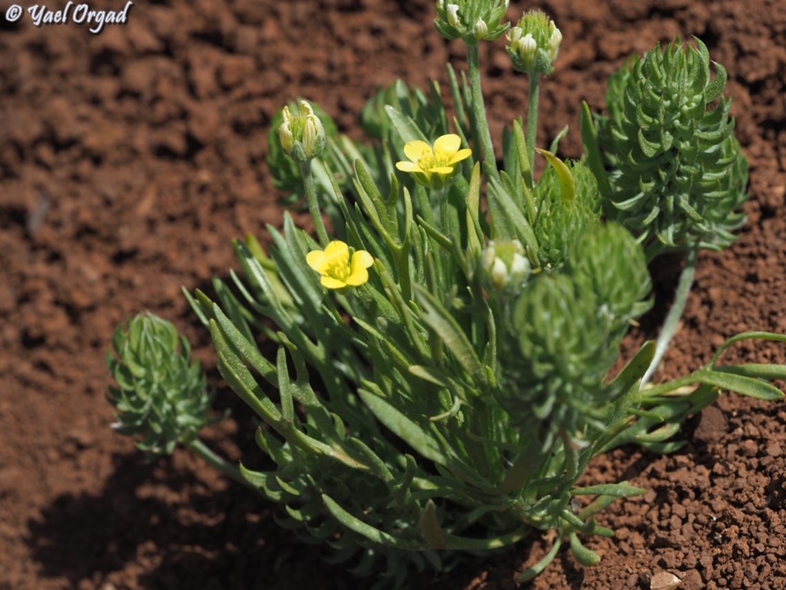 Ceratocephala falcata  Ceratocephala falcata,Geotagged,Spring