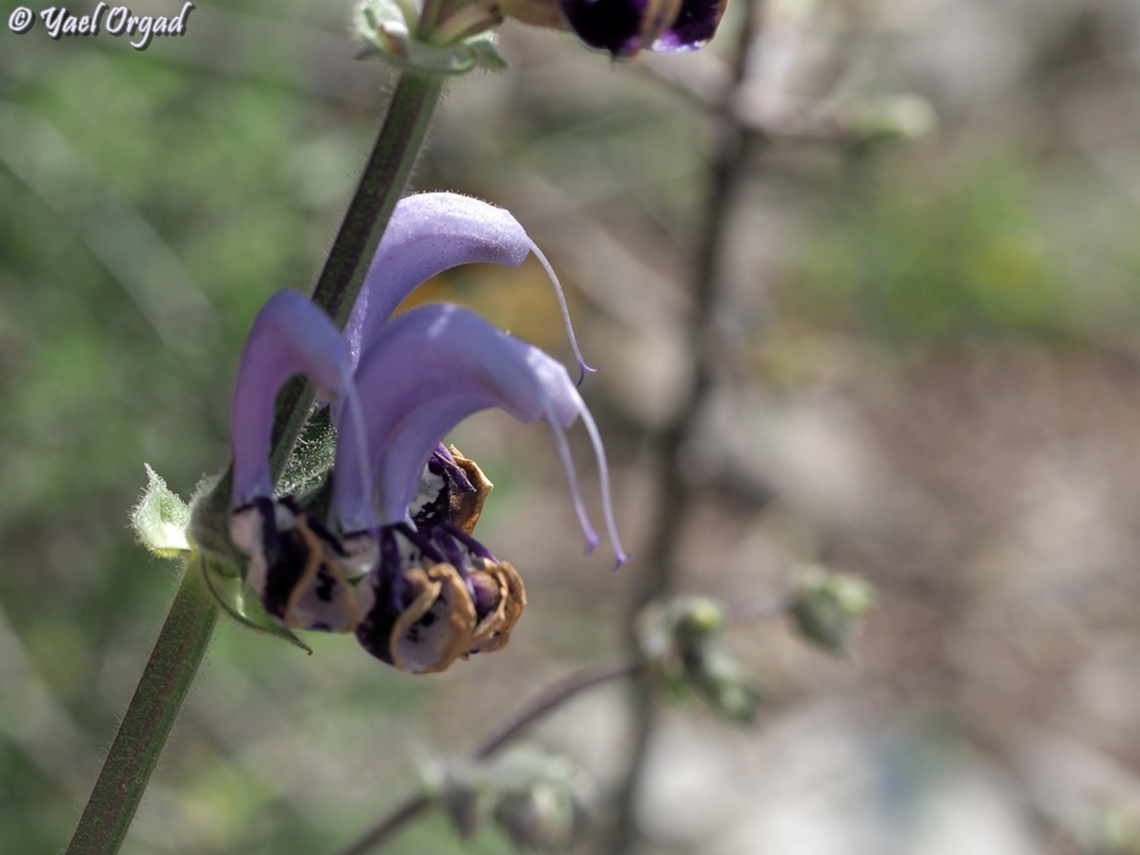Salvia indica  Geotagged,Salvia indica,Spring