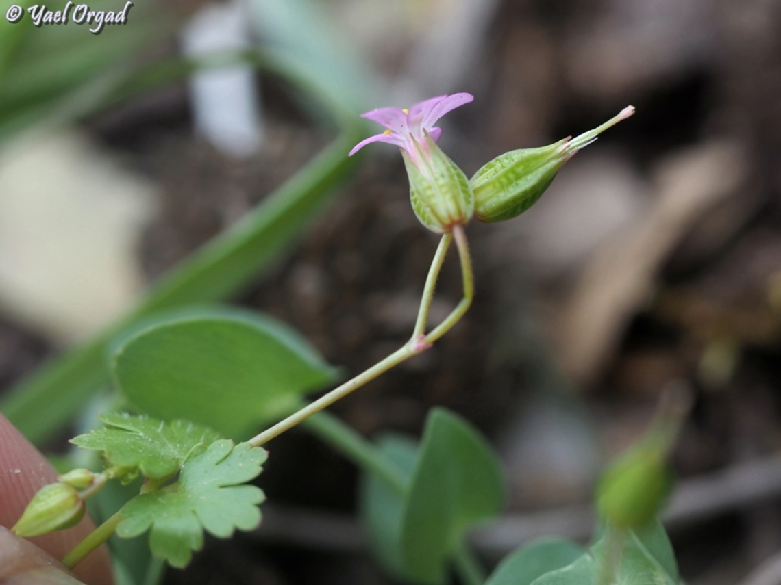 Geranium lucidum  Geranium lucidum,Shining cranesbill