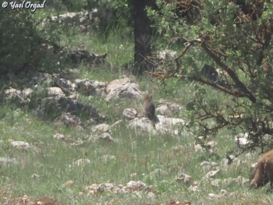 Felis lybica Not a good picture, the distance was too much for my camera, but still - first time I capture a wild cat in nature Felis lybica lybica,North African Wildcat