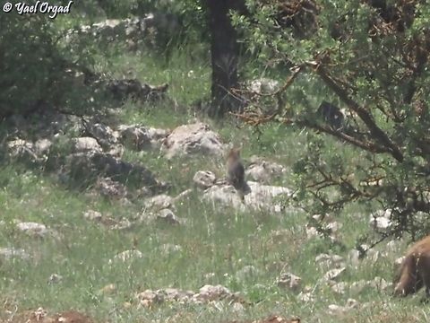 Felis lybica Not a good picture, the distance was too much for my camera, but still - first time I capture a wild cat in nature Felis lybica lybica,North African Wildcat