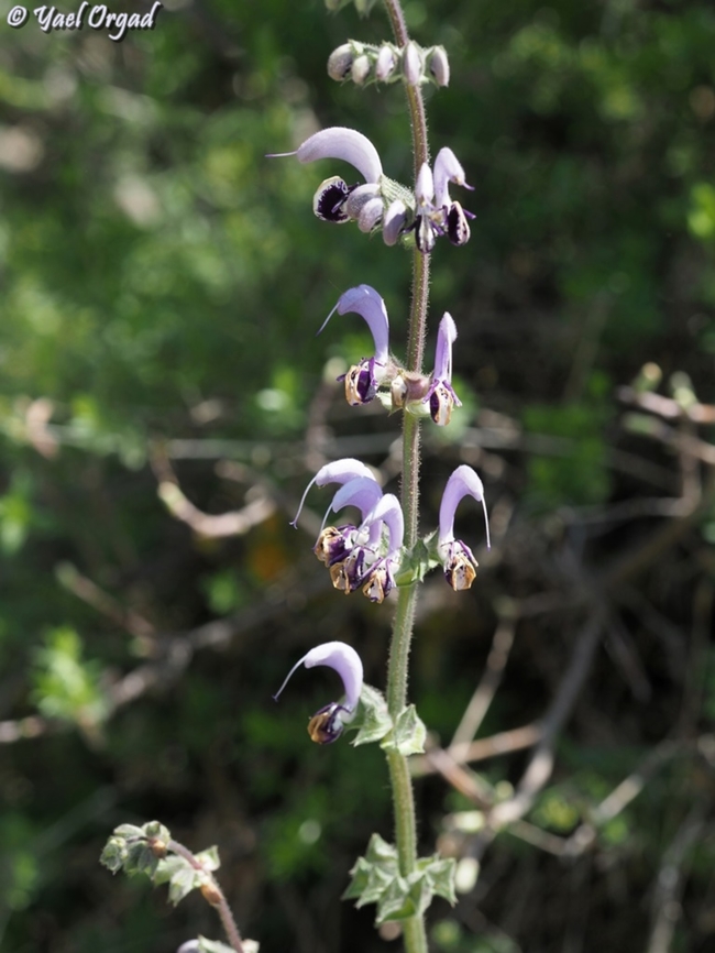 Salvia indica  Geotagged,Salvia indica,Spring