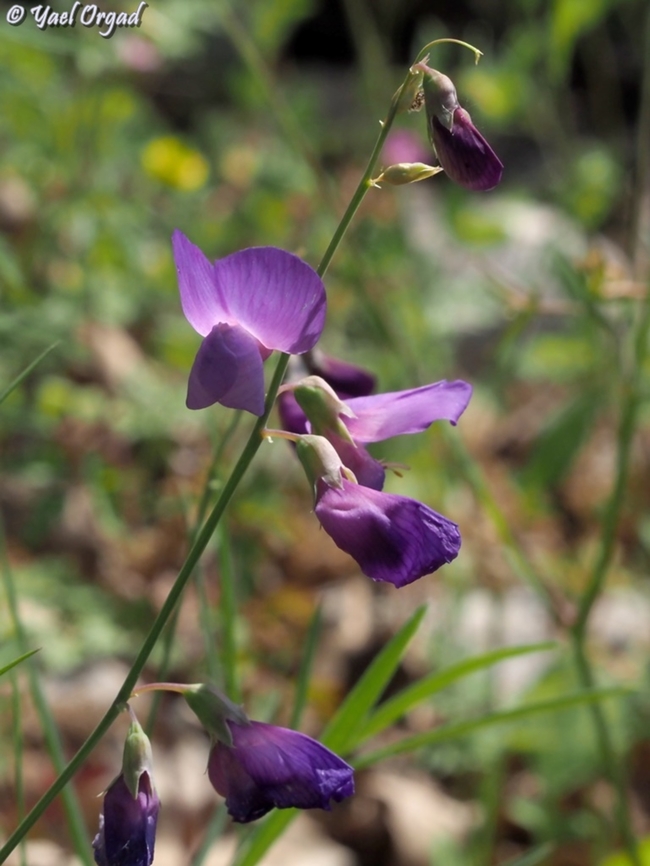 Lathyrus spathulatus  Lathyrus spathulatus,Spatulate Vetchling