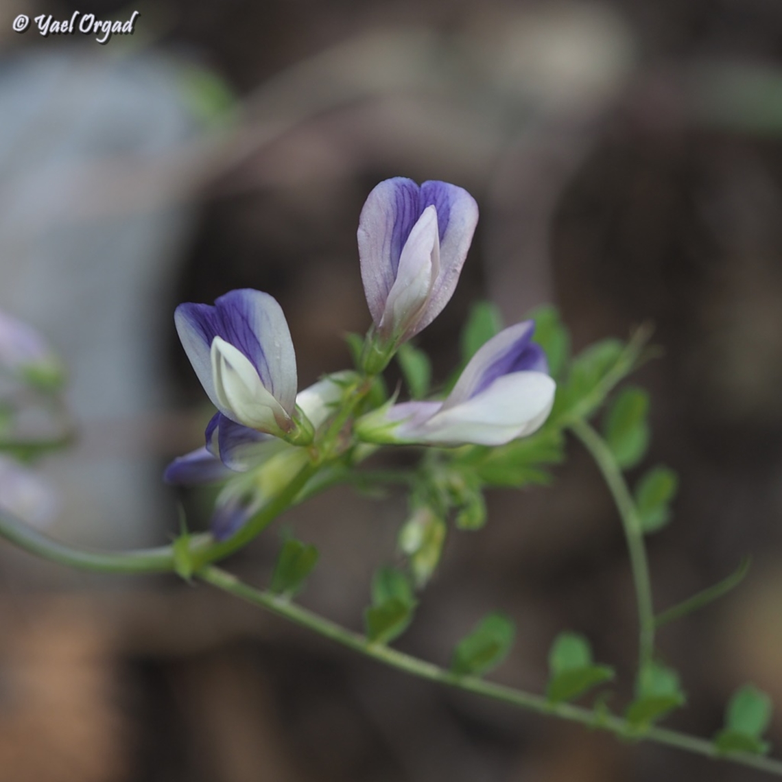 Vicia cypria  Geotagged,Spring,Vicia cypria