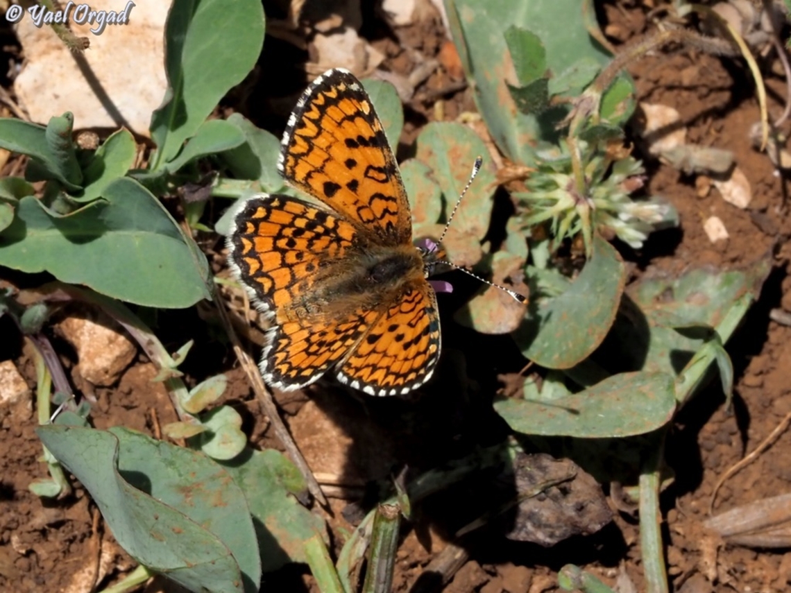 Melitaea collina  Elada checkerspot,Texola elada