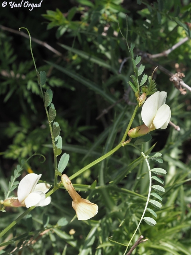Vicia sericocarpa  Geotagged,Spring,Vicia sericocarpa