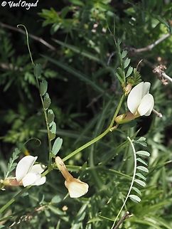Vicia sericocarpa  Geotagged,Spring,Vicia sericocarpa