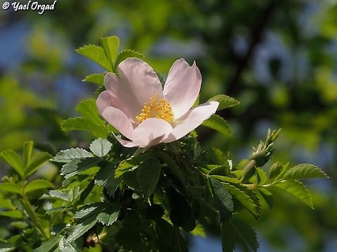 Rosa canina  Dog Rose,Geotagged,Rosa canina,Spring