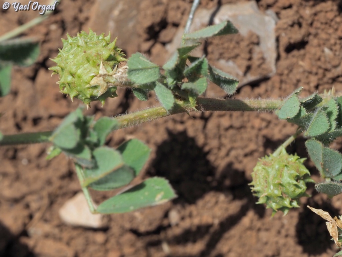 Medicago doliata  Medicago doliata