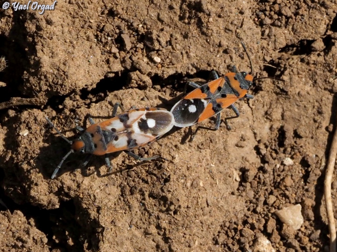 Lygaeus equestris  Black-and-Red Bug,Lygaeus equestris