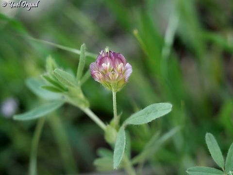 Trifolium grandiflorum  Geotagged,Large-flower Hop Clover,Spring,Trifolium grandiflorum