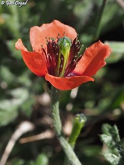Papaver argemone - Roemeria minor This species was moved from Papaver to Romeria, and now the correct name is: 
Roemeria minor Geotagged,Long pricklyhead poppy,Papaver argemone,Spring