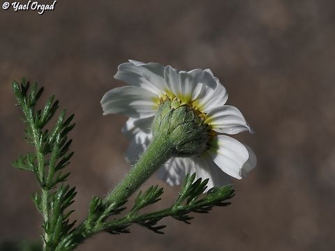 Anacyclus clavatus  Anacyclus clavatus