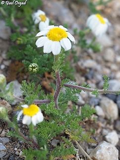 Anacyclus clavatus  Anacyclus clavatus,Geotagged,Spring