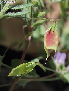 Vicia orientalis - fruit  Geotagged,Oriental Lentil,Spring,Vicia orientalis