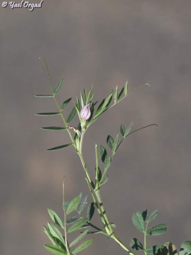 Vicia cuspidata  Cusped Vetch,Vicia cuspidata