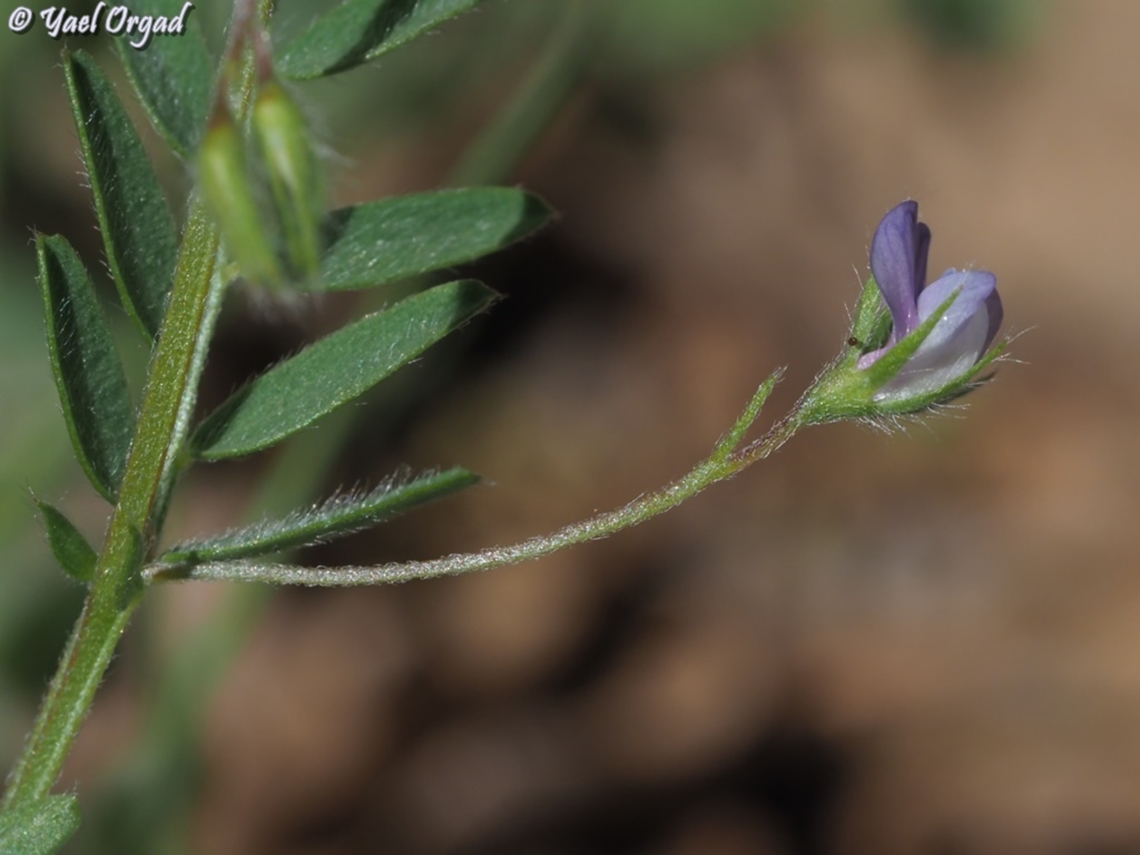 Vicia orientalis  Oriental Lentil,Vicia orientalis