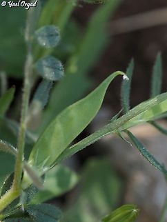 Vicia cuspidata - Fruit  Cusped Vetch,Geotagged,Spring,Vicia cuspidata