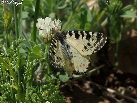 Allancastria deyrollei  Allancastria deyrollei,Eastern Steppe Festoon,Geotagged,Spring