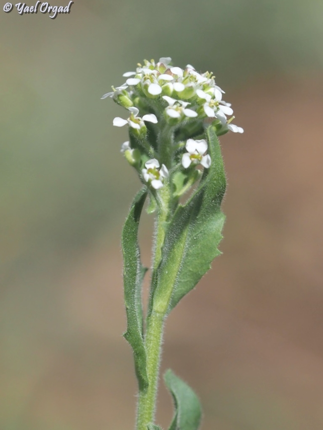 Lepidium hirtum  Geotagged,Lepidium hirtum,Spring
