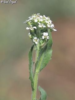 Lepidium hirtum  Geotagged,Lepidium hirtum,Spring