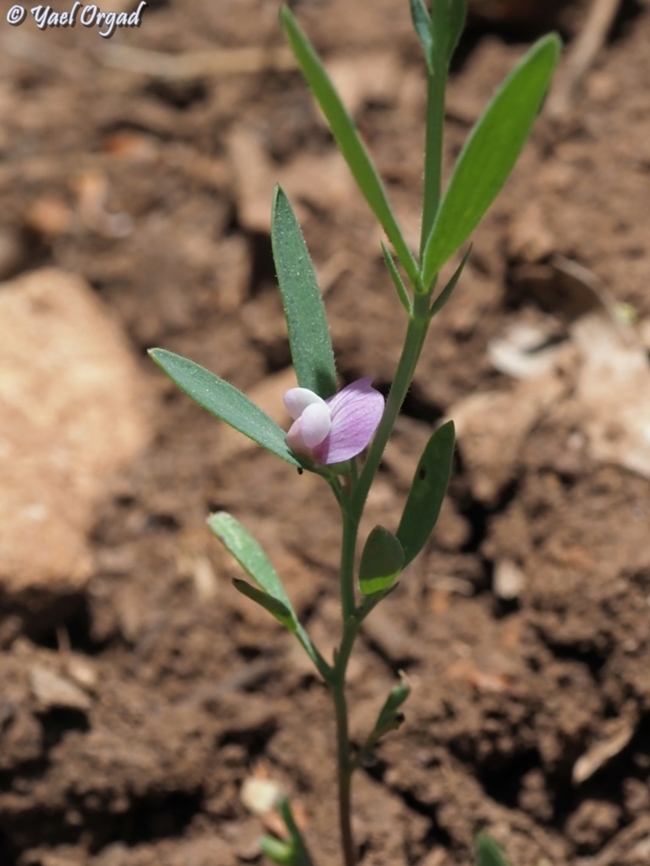 Lathyrus inconspicuus  Lathyrus inconspicuus