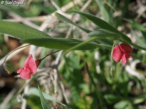 Lathyrus nissolia  Grass Vetchling,Lathyrus nissolia