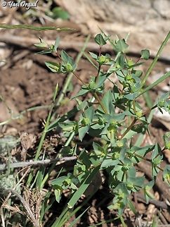 Euphorbia phymatosperma  Euphorbia phymatosperma
