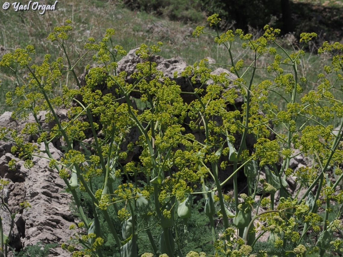 Ferula hermonis  Ferula hermonis