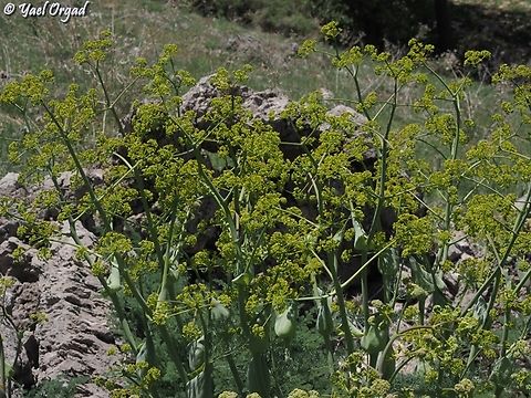 Ferula hermonis  Ferula hermonis