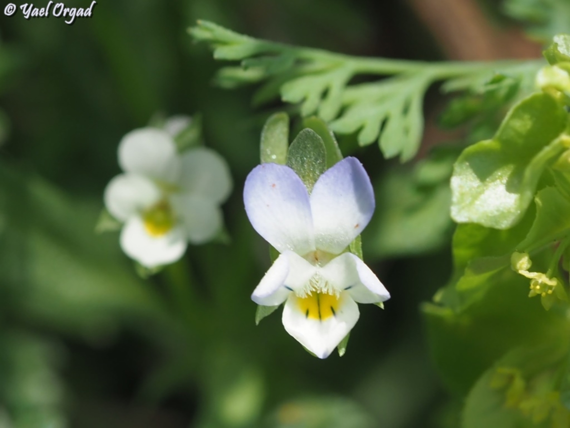 Viola modesta  Villa modesta,Viola modesta,Viola_modesta