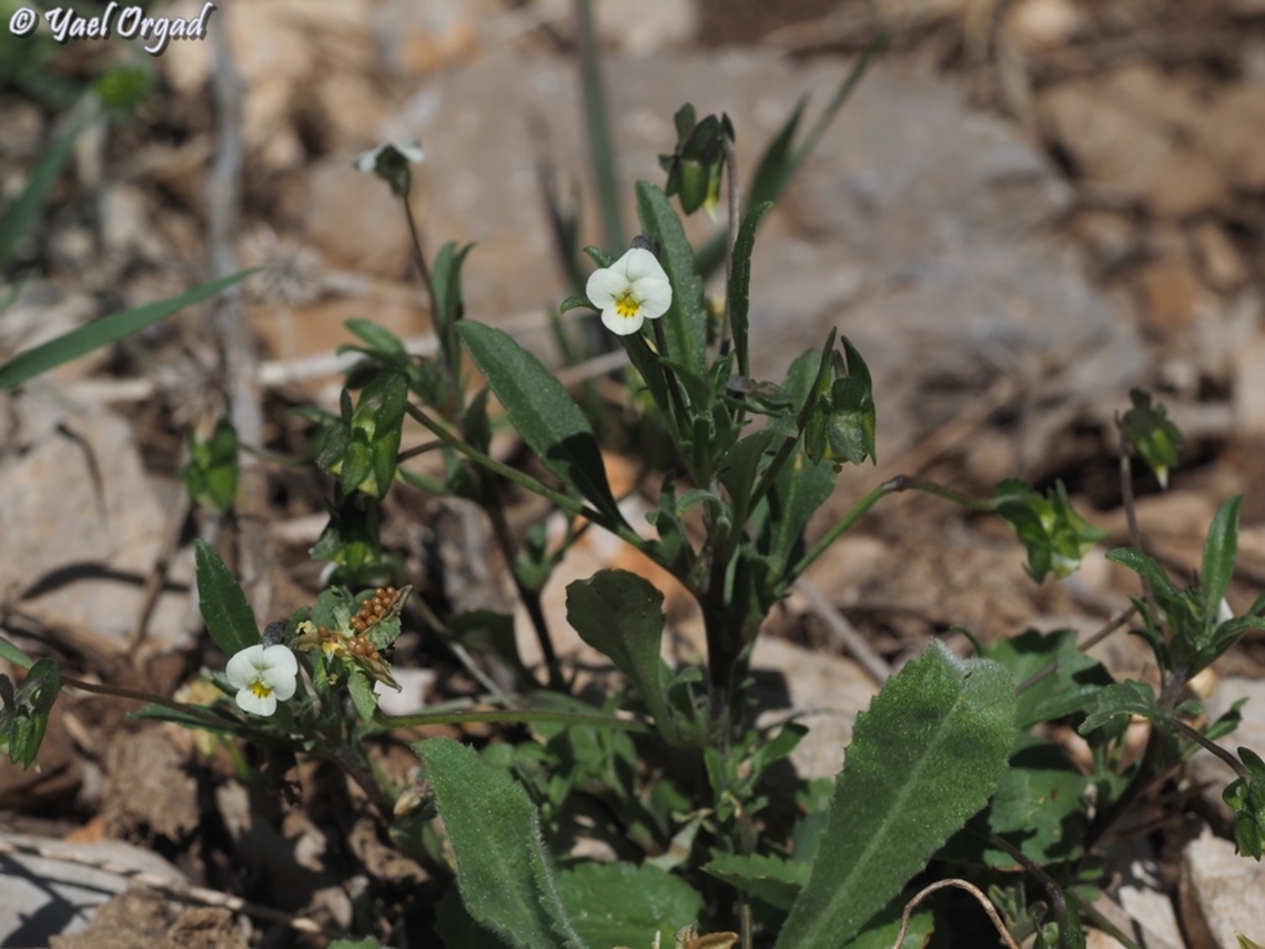 Viola modesta  Geotagged,Spring,Viola modesta