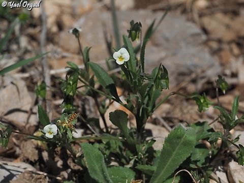 Viola modesta  Geotagged,Spring,Viola modesta