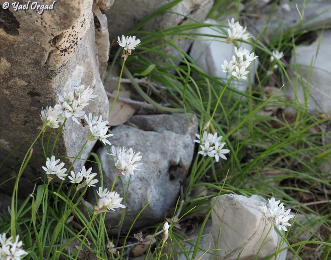 Allium trifoliatum  Allium trifoliatum,Pink garlic