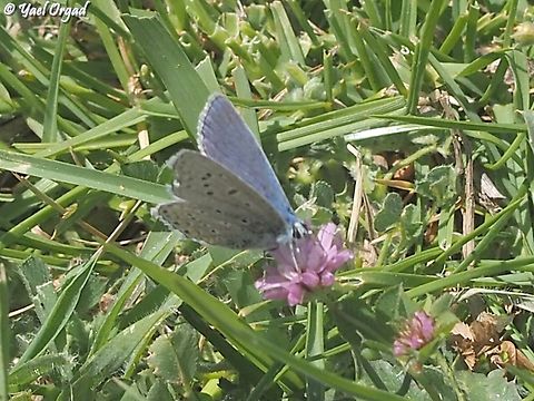 Polyommatus juno  Geotagged,Polyommatus juno,Spring